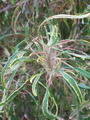 Acalypha Wilkesiana